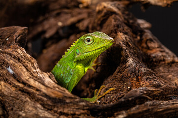 giant forest dragon, great anglehead lizard