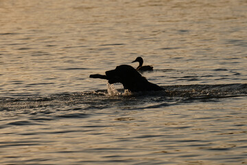 Fototapeta premium A brown Labrador swims in the river at sunset in summer. Charming, active and energetic dog loves water. The dog swims and brings a stick. The silhouette of a pet in the lake.