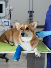 Cute Pembroke Welsh Corgi dog with a broken leg in cast lying on the veterinarian table, injured...