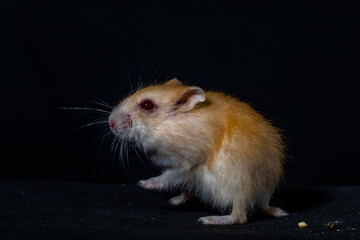 Hamsters are rodents (order Rodentia) belonging to the subfamily Cricetinae