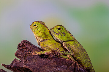 giant forest dragon, great anglehead lizard (Gonocephalus grandis)