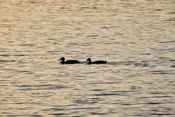 Two Mallards in a lake on sunset. Wild ducks swim on the river. Silhouettes of wild birds in nature.