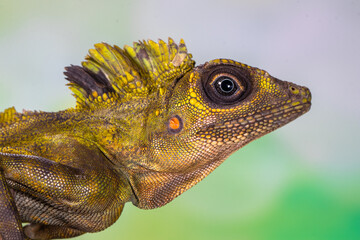giant forest dragon, great anglehead lizard (Gonocephalus grandis)
