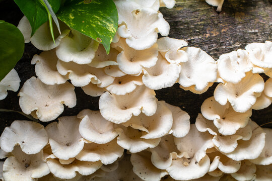 Panellus stipticus, commonly known as the bitter oyster, the astringent panus, the luminescent panellus, or the stiptic fungus, is a species of fungus in the family Mycenaceae