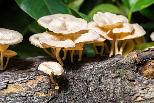 Panellus stipticus, commonly known as the bitter oyster, the astringent panus, the luminescent panellus, or the stiptic fungus, is a species of fungus in the family Mycenaceae