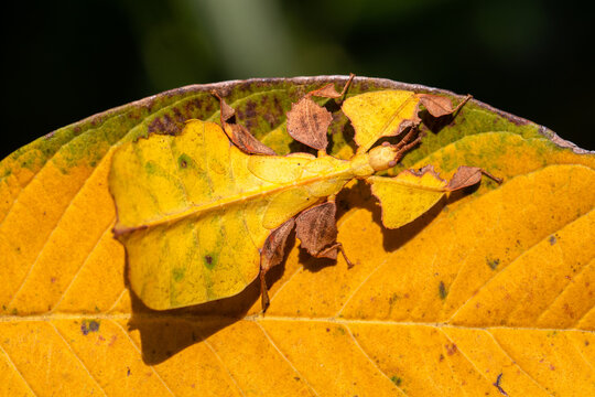 Phyllium is a genus of stick insects belonging to the Phylliidae (leaf insects)