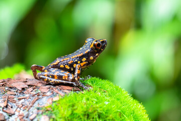 Pulchrana picturata, also known as the spotted stream frog, is a species of frog in the family Ranidae