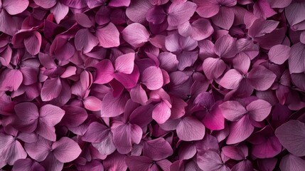 Obraz premium A Stunning Close-Up of Deep Purple Hydrangea Petals