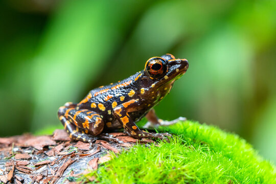 Pulchrana picturata, also known as the spotted stream frog, is a species of frog in the family Ranidae