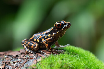 Pulchrana picturata, also known as the spotted stream frog, is a species of frog in the family Ranidae