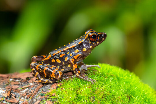 Pulchrana picturata, also known as the spotted stream frog, is a species of frog in the family Ranidae