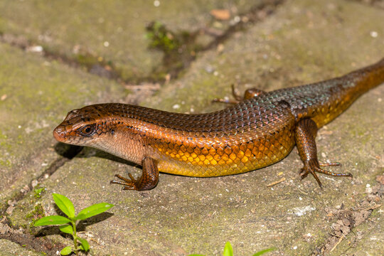Eutropis multifasciata, commonly known as the East Indian brown mabuya, many-lined sun skink, many-striped skink, common sun skink or (ambiguously) as golden skink