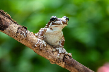 The Mission golden-eyed tree frog or Amazon milk frog (Trachycephalus resinifictrix) is a large species of arboreal frog native to the Amazon Rainforest in South America