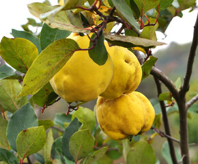 Quince (Cydonia oblonga) ripens on the branch of the bush