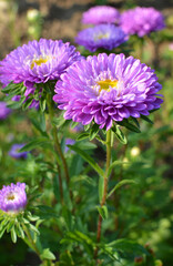 Obraz premium Garden asters grow in flower beds