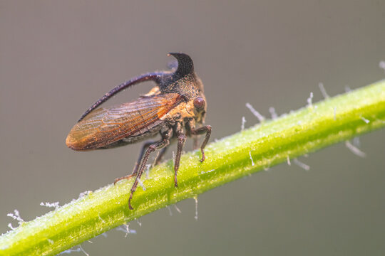 Centrotus cornutus (thorn-hopper) is a species of "treehoppers" belonging to the family Membracidae