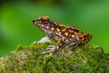 Fototapeta premium Pulchrana picturata, also known as the spotted stream frog, is a species of frog in the family Ranidae