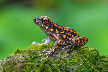 Fototapeta premium Pulchrana picturata, also known as the spotted stream frog, is a species of frog in the family Ranidae