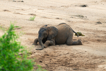 &Eacute;l&eacute;phant d'Afrique, &eacute;l&eacute;phanteau, Loxodonta africana, Parc national Kruger, Afrique du Sud