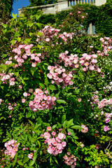 Fototapeta premium Rose , variete Heavenly Pink, Jardin, Roseraie, La Bonne Maison, Label jardin remarquable, 69, La Mulatière, France