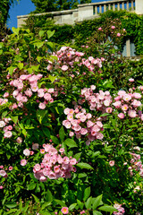 Rose , variete Heavenly Pink, Jardin, Roseraie, La Bonne Maison, Label jardin remarquable, 69, La Mulatière, France