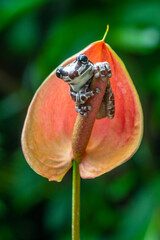 The Mission golden-eyed tree frog or Amazon milk frog (Trachycephalus resinifictrix) is a large species of arboreal frog native to the Amazon Rainforest in South America