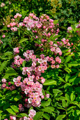 Rose, variete Menja
