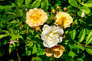 Obraz premium Rose, variete Ghislaine de Feligonde