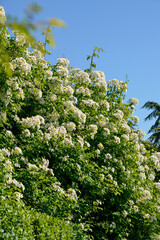 Rose, variete Fontanières