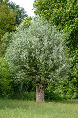 Saule blanc, salix alba, Marais de Misery, Marais des Basses valllées de l'Essonne et de la Juine,...