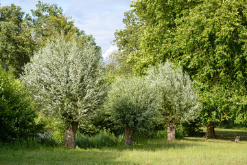 Obraz premium Saule blanc, salix alba, Marais de Misery, Marais des Basses valllées de l'Essonne et de la Juine, Essonne, Vert le Petit, France