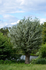 Saule blanc, salix alba, Marais de Misery, Marais des Basses valllées de l'Essonne et de la Juine, Essonne, Vert le Petit, France