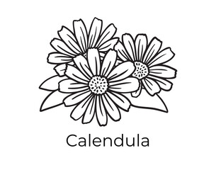 calendula doodle hand drawn icon. Outline drawing plant organic natural cosmetic ingredient calendula line clipart symbol 