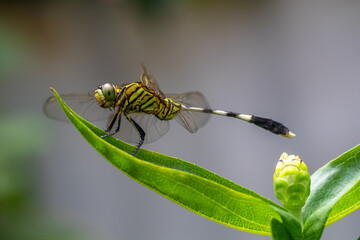 A dragonfly is a flying insect belonging to the infraorder Anisoptera below the order Odonata