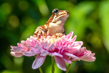 The Mission golden-eyed tree frog or Amazon milk frog (Trachycephalus resinifictrix) is a large species of arboreal frog native to the Amazon Rainforest in South America