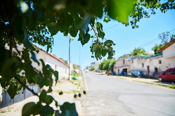 The bird cherry plant. The branch of the tree