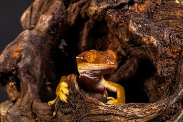 The lined gecko (Gekko vittatus), also known as the skunk gecko due to the notable stripe down its back, is a species of gecko.