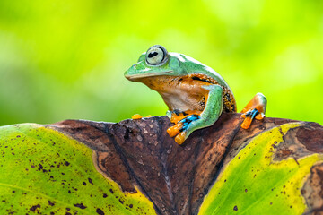 Rhacophorus reinwardtii is a species of frog in the family Rhacophoridae. It is variously known under the common names of black-webbed treefrog, green flying frog, Reinwardt's flying frog, or Reinward