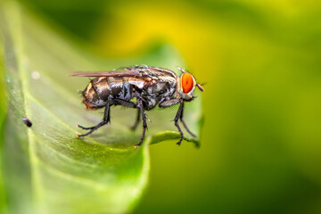 Sarcophaga bercaea are a family of flies commonly known as flesh flies