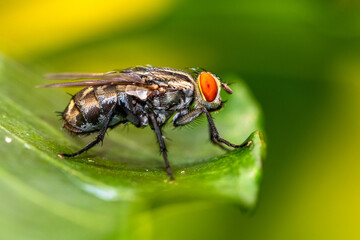 Sarcophaga bercaea are a family of flies commonly known as flesh flies