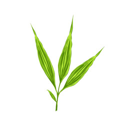 fresh green bamboo leaf icon illustration without background