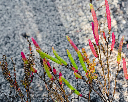 Glasswort, Salicornia spp. The jointed scaly structure of a slender, translucent glasswort growing on in a sandy coastal environment.