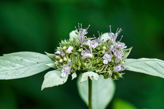 Pycnanthemum loomisii, Loomis mountainmint. Closeup of a cluster of purple spotted flowers with long stamens and grayish-green leaves.