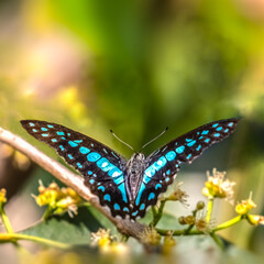 A Common Jay butterfly
