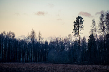 morning sunrise, leafless trees, autumn season, Latvia landscape