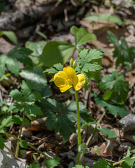 Stylophorum diphyllum, Celandine poppy. A single yellow flower on a hairy stem, buds, and deeply lobed green leaves on a woodland forest floor.