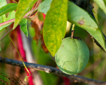 Passiflora incarnata, Passionflower. An unripe green egg-shaped fruit hangs on the vine. When ripe, the fruits become edible.