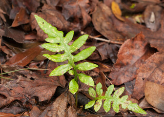 A netted chain fern, woodwardia areolata, growing in the leaf litter on a forest floor. Two bright green sterile fronds with marginal teeth.