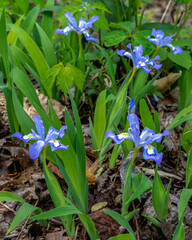 In the spring, blue-crested dwarf iris, Iris cristata, bloom in the woodlands of Pigeon Mountain in Georgia.