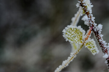 Ein frostiger Tag auf dem Bogenberg